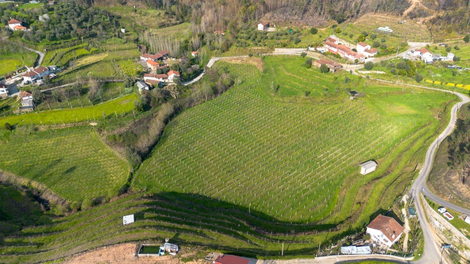 Land with an Active Vineyard and a House in Celorico de Basto-2