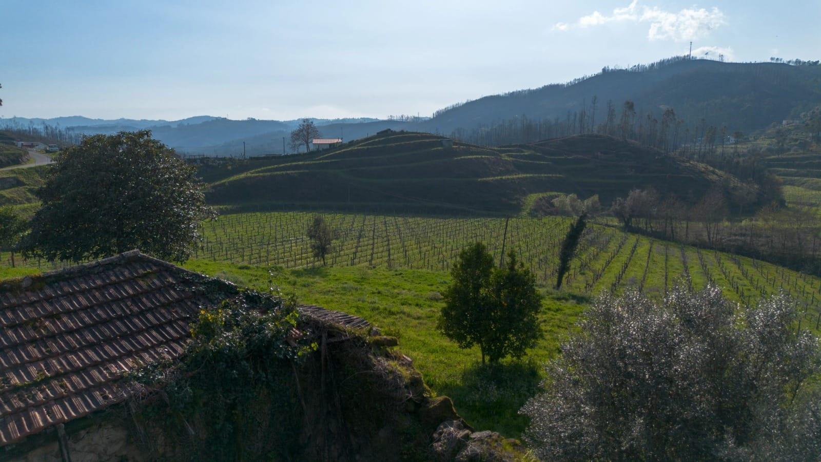Land with an Active Vineyard and a House in Celorico de Basto-3