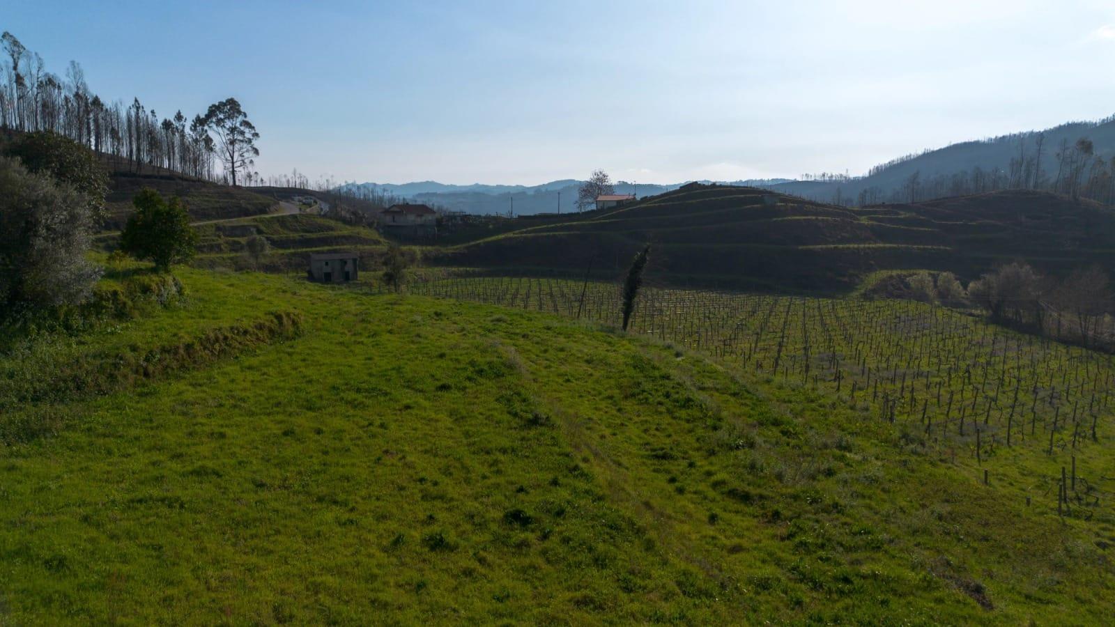 Land with an Active Vineyard and a House in Celorico de Basto-4