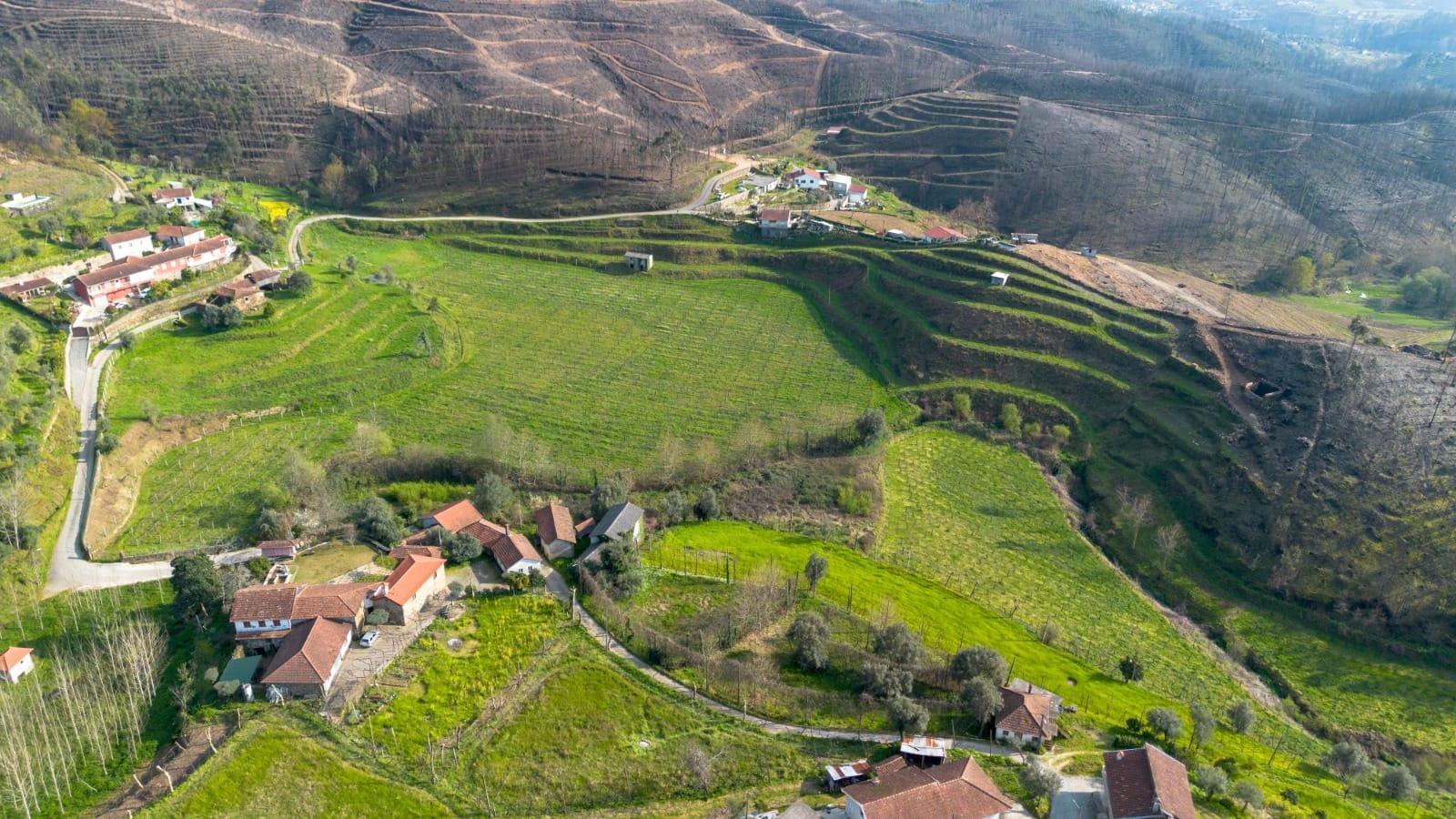 Land with an Active Vineyard and a House in Celorico de Basto-5