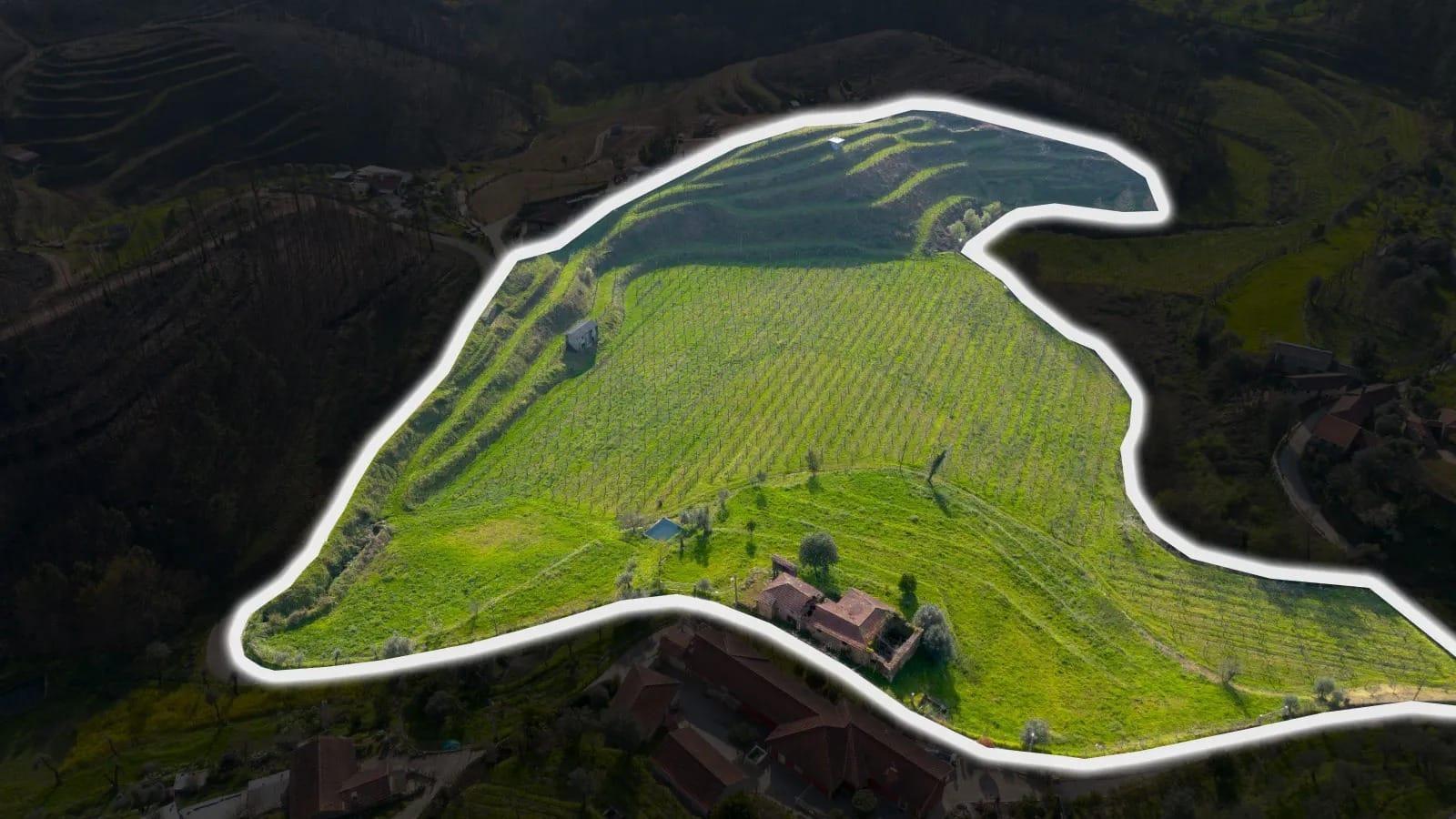 Land with an Active Vineyard and a House in Celorico de Basto-8