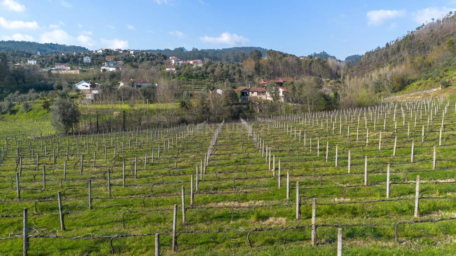 Land with an Active Vineyard and a House in Celorico de Basto-9