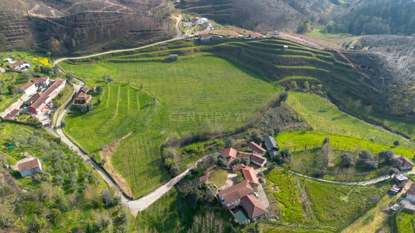 Land with an Active Vineyard and a House in Celorico de Basto-10